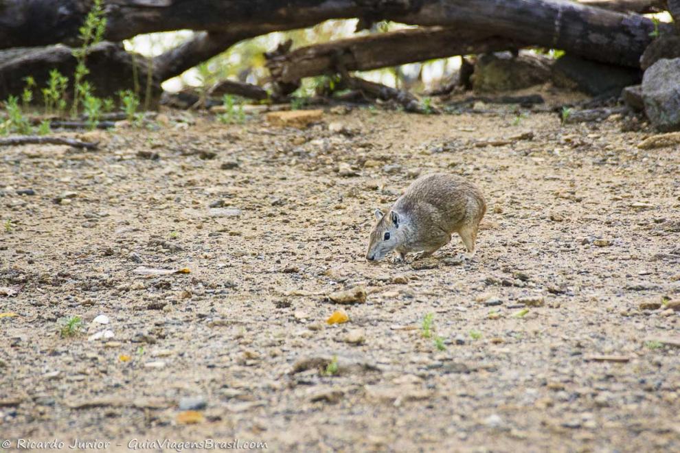 Imagem de um bichinho a caça de comida nas ruas de Fernando de Noronha.